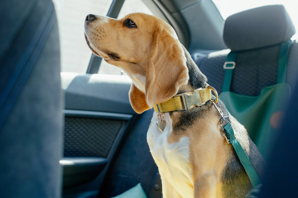 Ein Haustier im Auto einzusperren ist kriminelles Verhalten