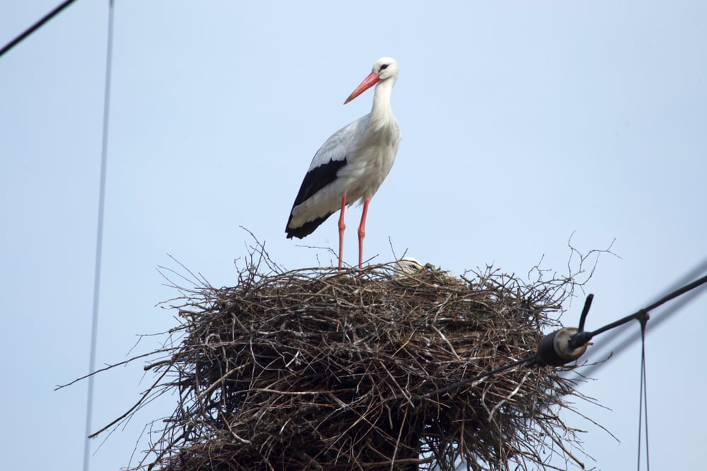 Stork nests in overhead wires are a problem