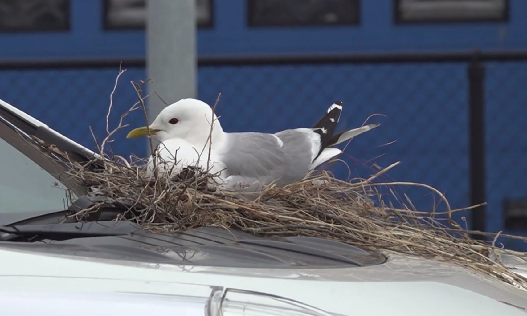 Размножаваща се чайка свива гнездо в таксиметровия център Munckhof